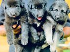 German shepherd long coat puppies