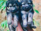 German shepherd long coat puppies