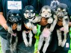 German Shepherd Long Coat Puppies