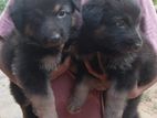 German Shepherd Long Coat Puppies