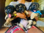 German Shepherd Long Coat Puppies