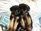 German Shepherd Long Coat Puppies