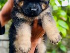German Shepherd Long Coat Puppies
