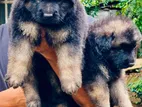 German Shepherd Long Coat Puppies
