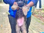 German Shepherd Long Coat Puppy