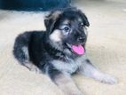 German Shepherd Long Coat Puppy