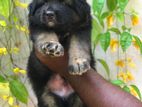 German Shepherd Long Coat Puppy