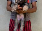German Shepherd Long Coat Puppy