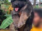 German Shepherd Long Coat puppy