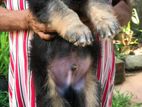 German Shepherd Long Coat Puppy