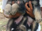 German Shepherd Long Coat Puppy