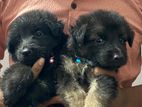 German Shepherd Long Coat Puppy