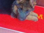 German Shepherd Long Coat Puppy