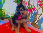 German Shepherd Long Coat Puppy