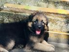 German Shepherd Long Coat Puppy