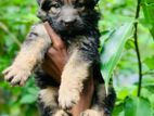 German Shepherd Long Coat Puppy