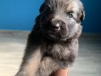 German Shepherd Long Coat Puppy