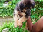 German Shepherd Long Coat Puppy