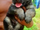 German shepherd long coat puppy