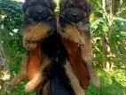 German Shepherd Long Coat Puppy