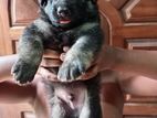 German shepherd long coat puppy
