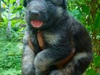 German Shepherd Long Coat Puppy