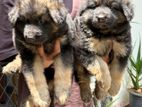 German Shepherd Long Coat Puppy