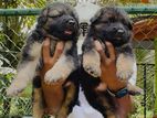 German Shepherd Long Coat Puppy