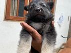 German Shepherd Long Coat Puppy