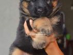 German Shepherd Long Coat Puppy