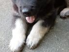 German Shepherd Long Coat Puppy
