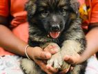 German Shepherd Long Coat Puppies