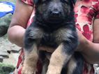 German Shepherd Long Coat Puppies