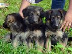 German Shepherd Long Coat Puppies