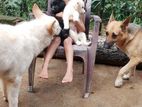 German Shepherd Long Coat White and Black Puppies