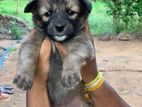 German Shepherd Long Coat Puppies