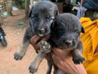 German Shepherd Long Puppies