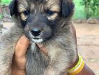 German Shepherd Long Puppies