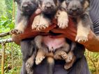 German Shepherd Puppy