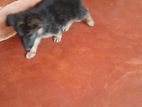 German Shepherd Long Cord