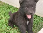 German Shepherd Long Cort Black Puppies