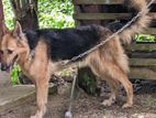 German Shepherd Long Coat Dog