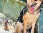 German Shepherd Long Cort Female Dog