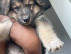 German Shepherd Long Coat Puppies