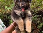 German Shepherd Long Cort Puppy