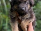 German Shepherd Long Cort Puppy