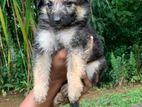 German Shepherd Long Cort Puppies