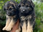 German Shepherd Long Coat Puppy