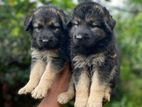 German Shepherd Long Coat Puppy
