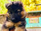 German Shepherd Long Coat Puppy